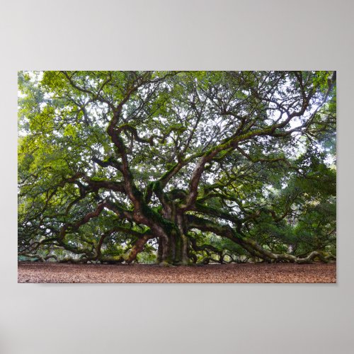 Angel Oak on Johns Island South Carolina Poster