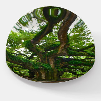 Angel Oak Paperweight