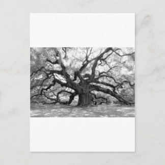 Angel Oak Postcard