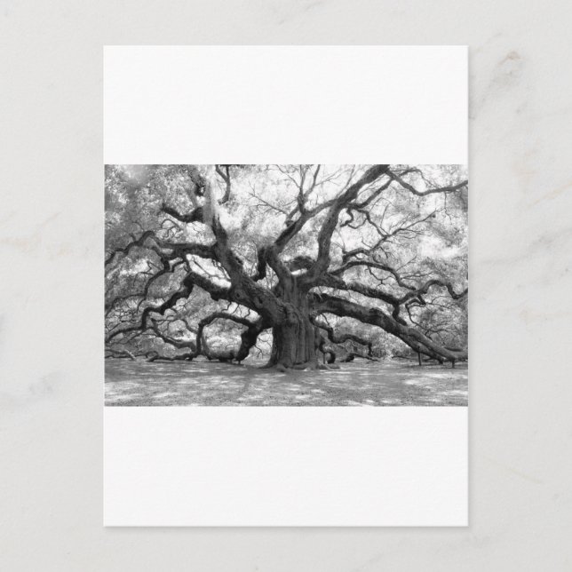 Angel Oak Postcard (Front)