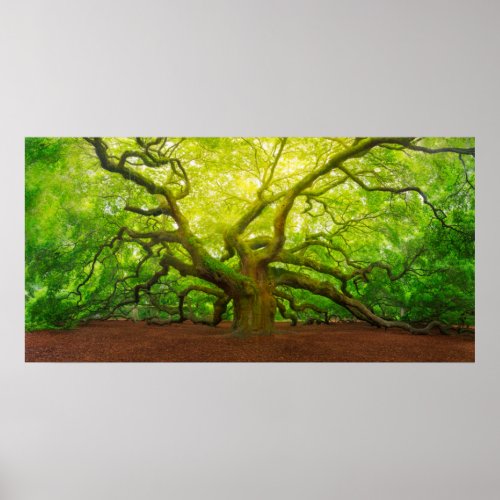 Angel Oak Poster