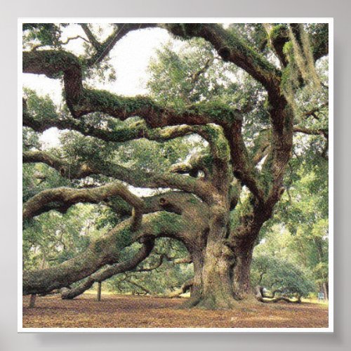 Angel Oak Tree 1000 years old Poster