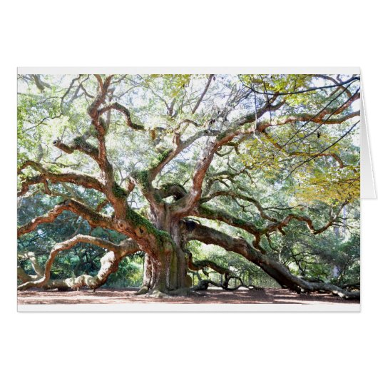 Angel Oak Tree Gifts Cards (Front Horizontal)
