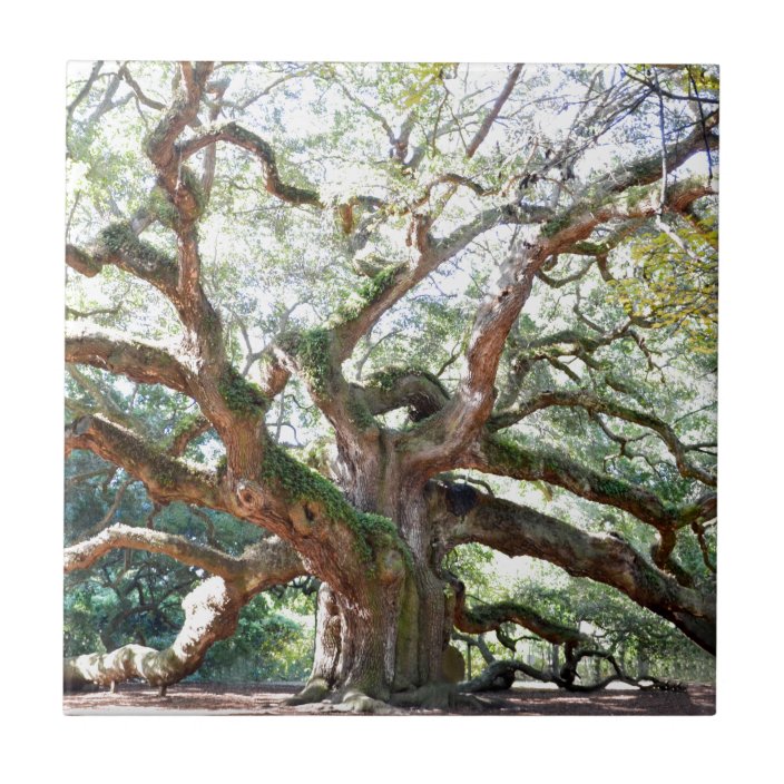 Angel Oak Tree Gifts Ceramic Tile