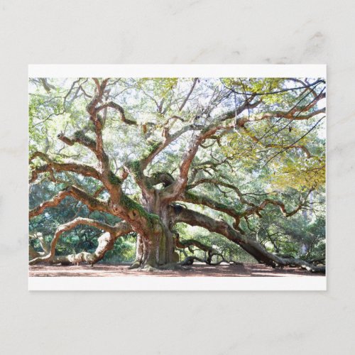 Angel Oak Tree Gifts Postcard