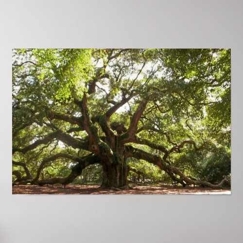 Angel Oak Tree  Johns Island South Carolina Poster