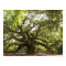 Angel Oak Tree ~ Johns Island, South Carolina