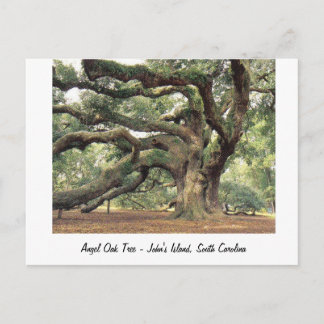 Angel Oak Tree near Charleston, SC Postcard