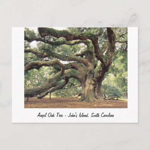 Angel Oak Tree near Charleston SC Postcard