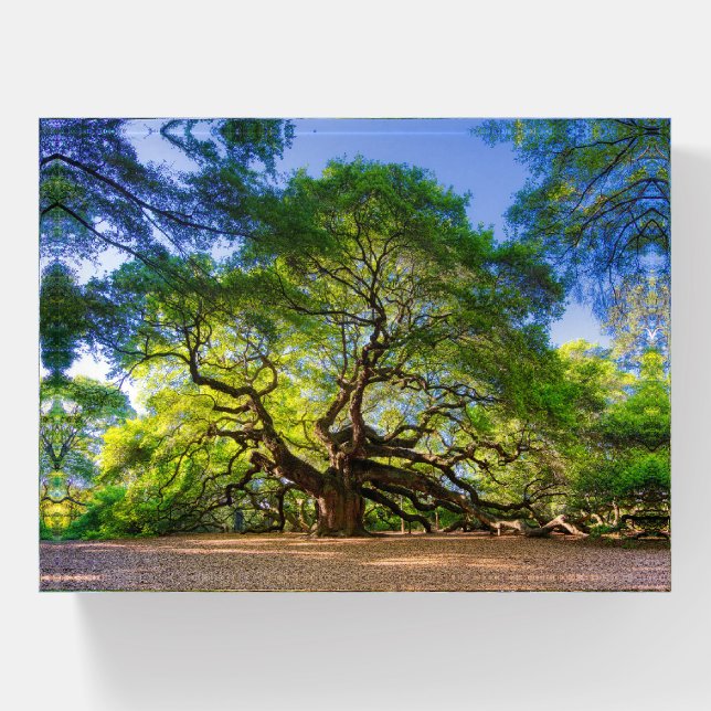 Angel Oak Tree Paperweight (Front)