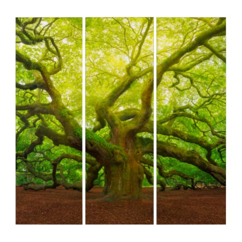 Angel Oak Triptych