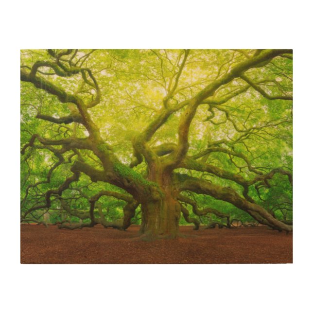 Angel Oak Wood Wall Art (Front)