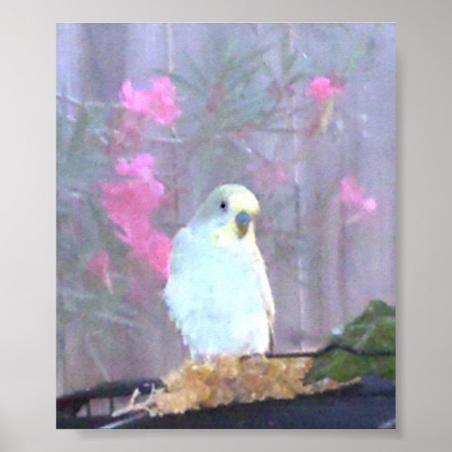 Angel the Budgie Poster (Front)
