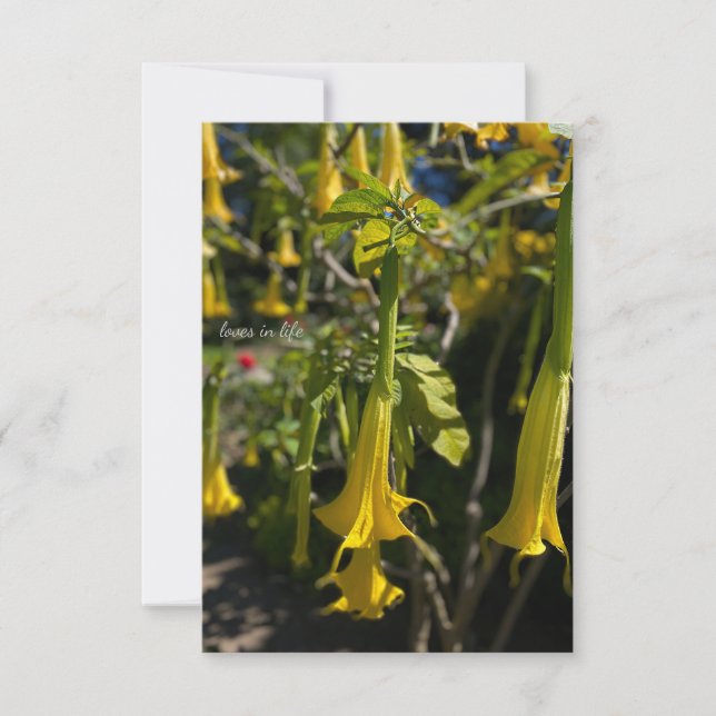 Angel Trumpet Note Card (Front)
