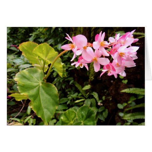 Angel wing Begonia Cards (Front Horizontal)