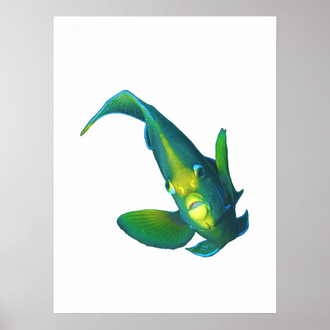 Angelfish - Abstract Design - Cut out of a photo | Poster (Front)