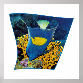 Angelfish at coral reef - Photographic design |  Poster