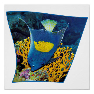 Angelfish at coral reef - Photographic design |  Poster