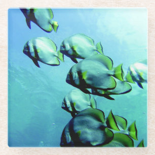 Angelfish Clear Blue Water Glass Coaster