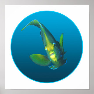 Angelfish - Design on gradient blue background |  Poster