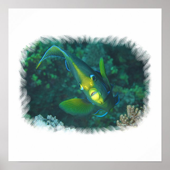 Angelfish - Elegance at Reef | Brushed-Edge View | Poster (Front)