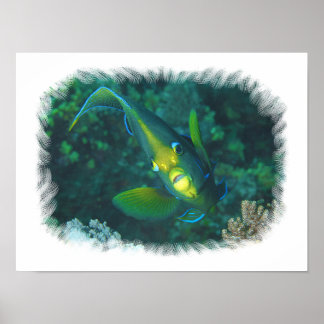 Angelfish - Elegance at Reef | Brushed-Edge View | Poster