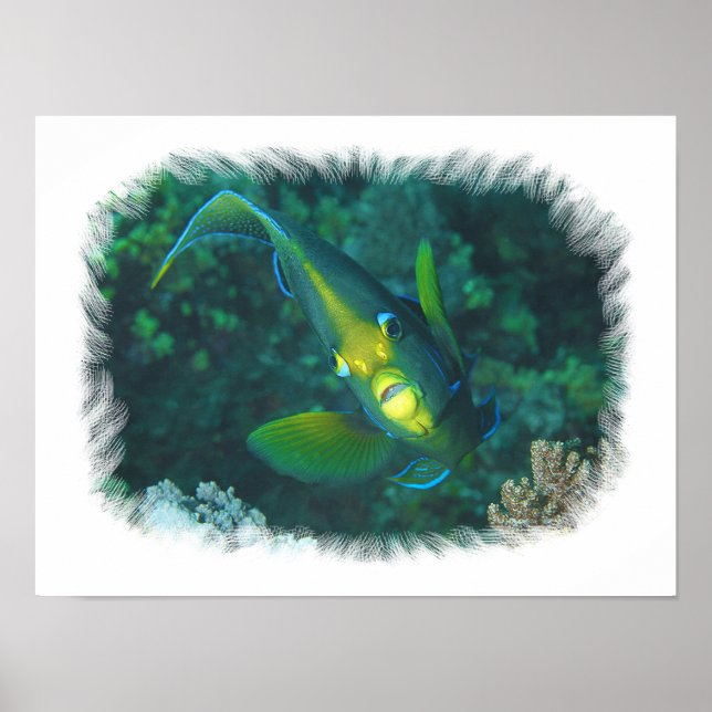 Angelfish - Elegance at Reef | Brushed-Edge View | Poster (Front)