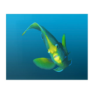 Angelfish - Elegance on gradient blue background | Acrylic Print