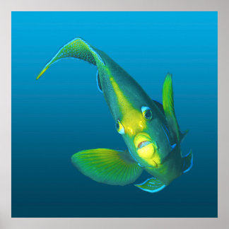 Angelfish - Elegance on gradient blue background | Poster