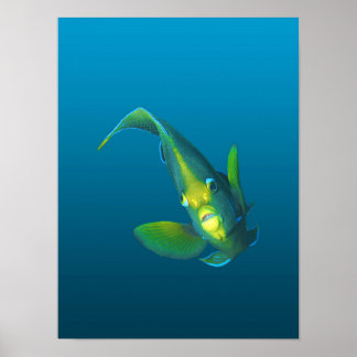 Angelfish - Elegance on gradient blue background | Poster