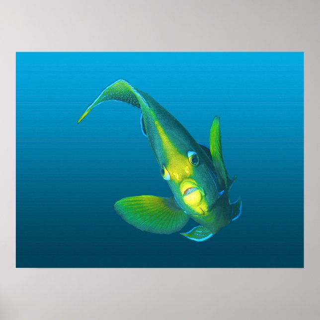 Angelfish - Elegance on gradient blue background | Poster (Front)