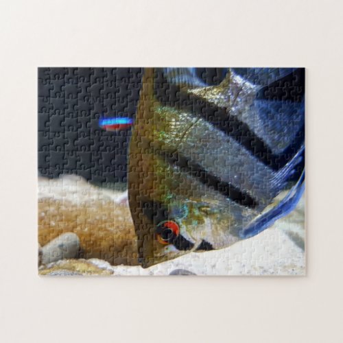 Angelfish Fish Keepers Freshwater Aquarium Jigsaw Puzzle