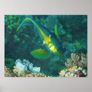 Angelfish in Elegance - Picturesque Pose at Reef | Poster