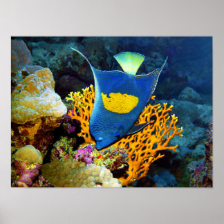 Angelfish picturesque in front of coral, Red Sea | Poster