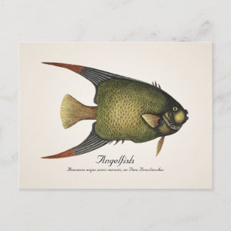 Angelfish Postcard - Style II