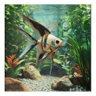 Angelfish swimming in freshwater aquarium acrylic print