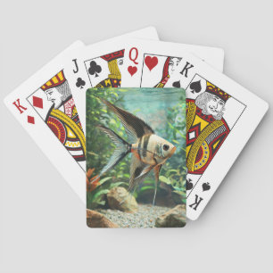 Angelfish swimming in freshwater aquarium  poker cards