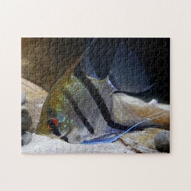 Angelfish Tropical Fish Keeper Jigsaw Puzzle (Horizontal)