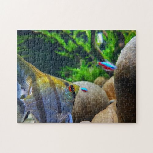 Angelfish Tropical Fish Tank Jigsaw Puzzle