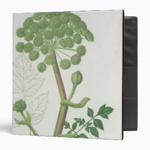 Angelica Archangelica from 'Phytographie Medicale' 3 Ring Binder