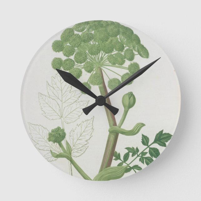 Angelica Archangelica from 'Phytographie Medicale' Round Clock (Front)