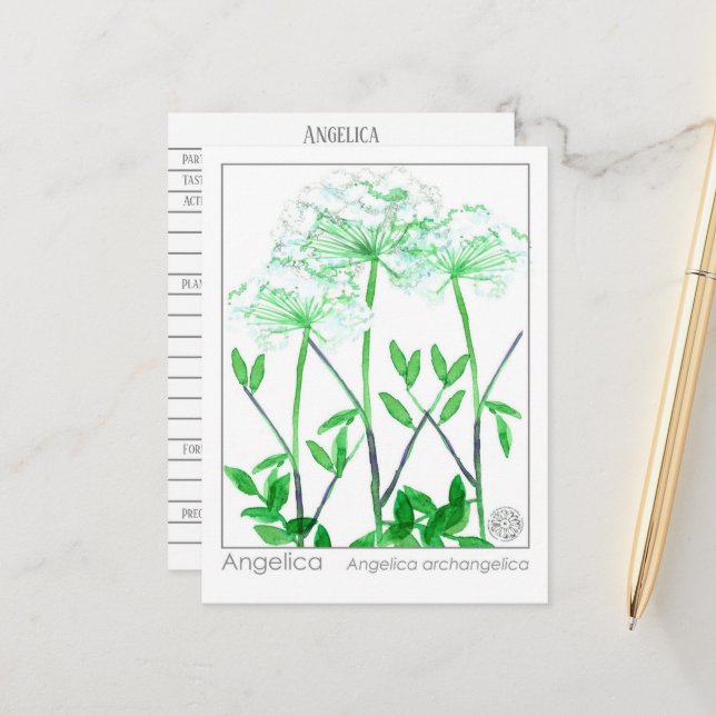 Angelica Materia Medica Herbal Study Card (Front/Back In Situ)