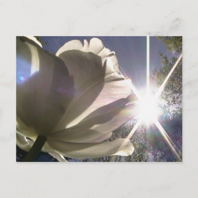 angelique tulip postcard (Front)