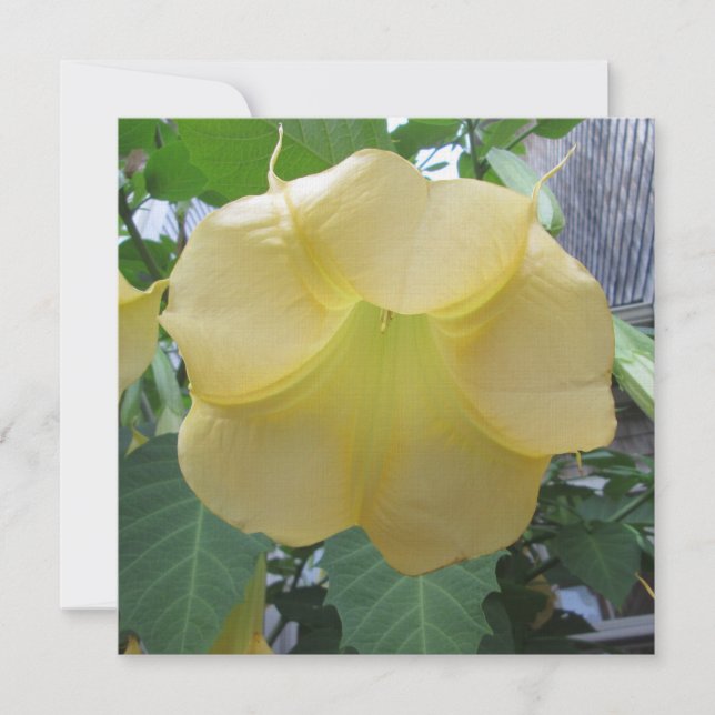 Angels Trumpet Golden Yellow Flower Invitation (Front)