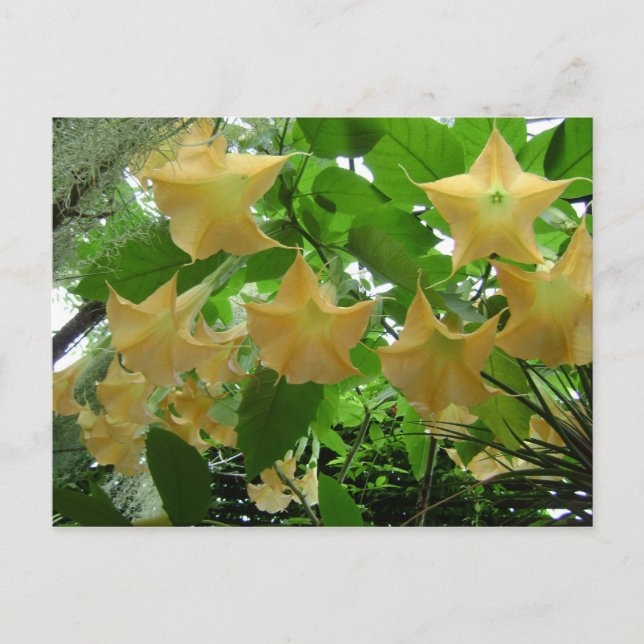 Angel's Trumpets Flowers Postcard (Front)