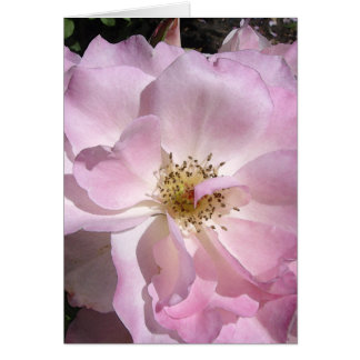 Angle Face Rose Cards