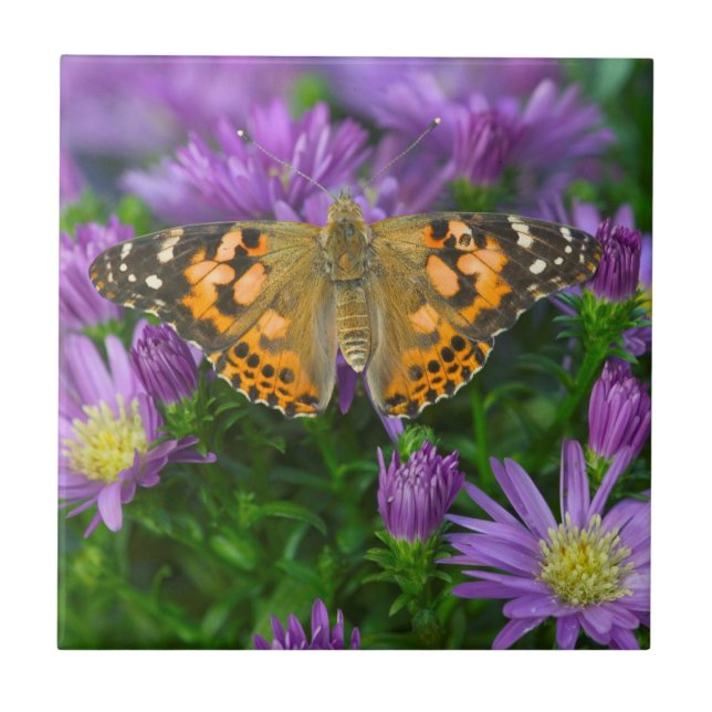 Angle Wing Butterfly On Cone Flower Ceramic Tile (Front)
