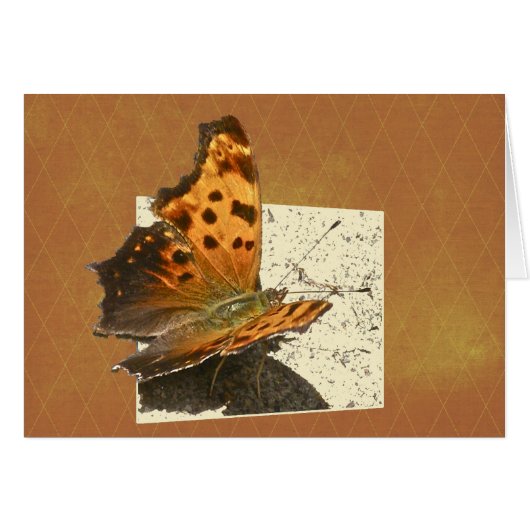 Angle Wing Comma Butterfly Series Cards (Front Horizontal)