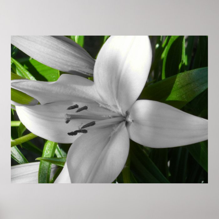 Angled Black and White Lily Poster