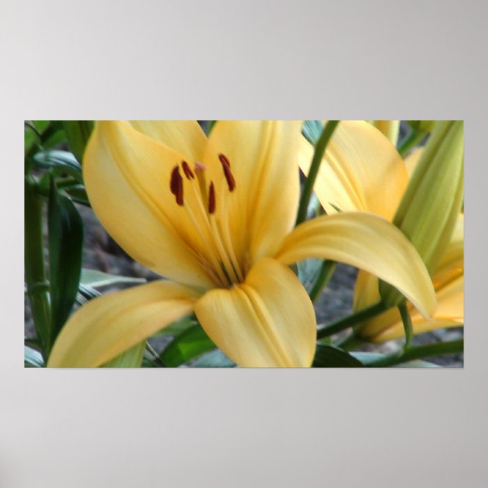 Angled Soft Orange Lily Print